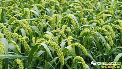 2018年蔬菜種植前景分析 哪些品種值得關(guān)注？